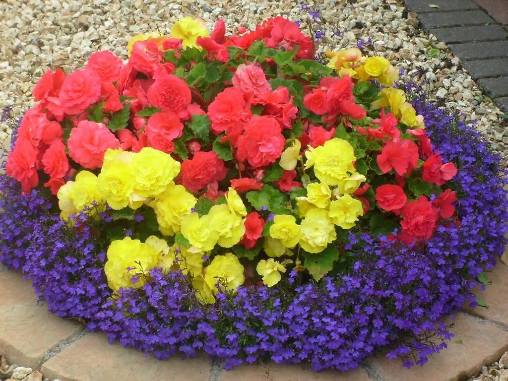 **** Bed & Breakfast Insiara B&B Cork Irlanda